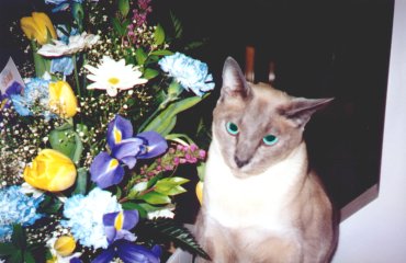 Ammie, seconds before chewing up these flowers